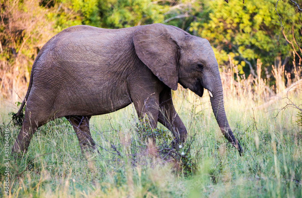 Elephants in the Kruger National Park South Africa 