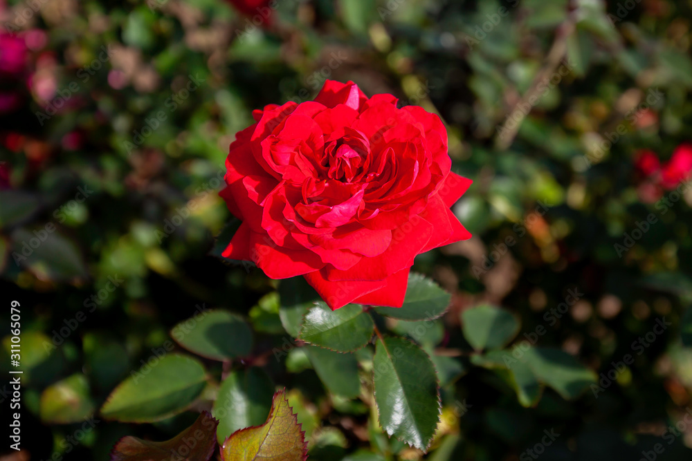 Canadian Shield rose flower in the field. Scientific name: Rosa ' AAC576'
Flower bloom Color: red
Canadian Shield rose flower in the field. Scientific name: Rosa ' AAC576'
Flower bloom Color: red