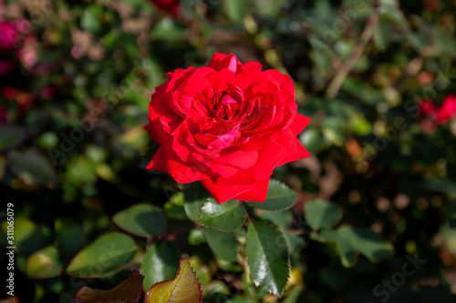  Canadian Shield rose flower in the field. Scientific name: Rosa ' AAC576' Flower bloom Color: red 