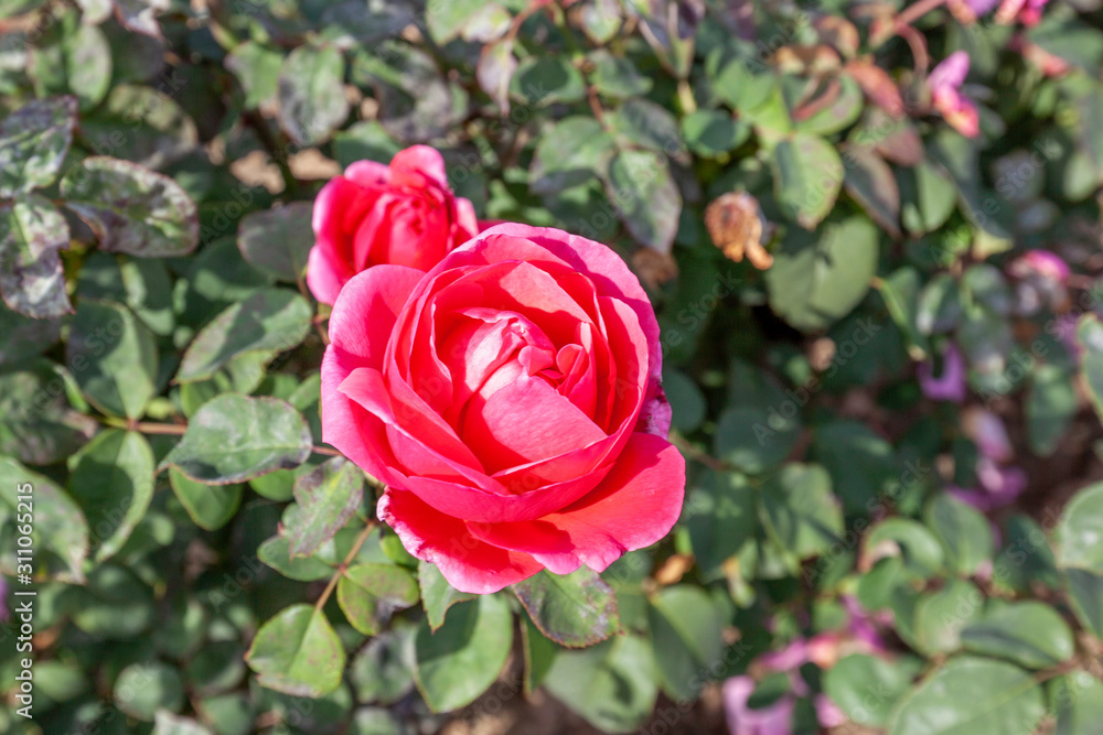 Dee-Lish, rose flower in the field. Scientific name: Rosa 'Dee-Lish'.
Flower bloom Color: red, deep pink Dee-Lish, rose flower in the field. Scientific name: Rosa 'Dee-Lish'.
Flower bloom Color: red, deep pink