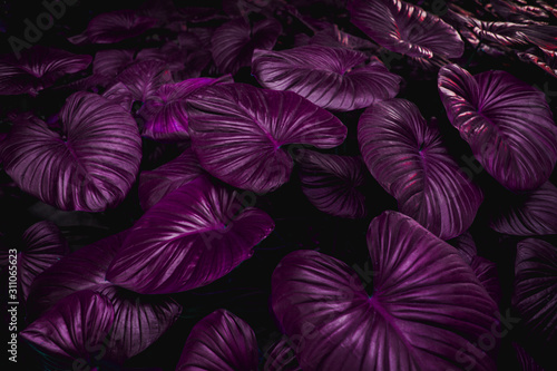 abstract purple leaves texture  nature background  dark tone wallpaper