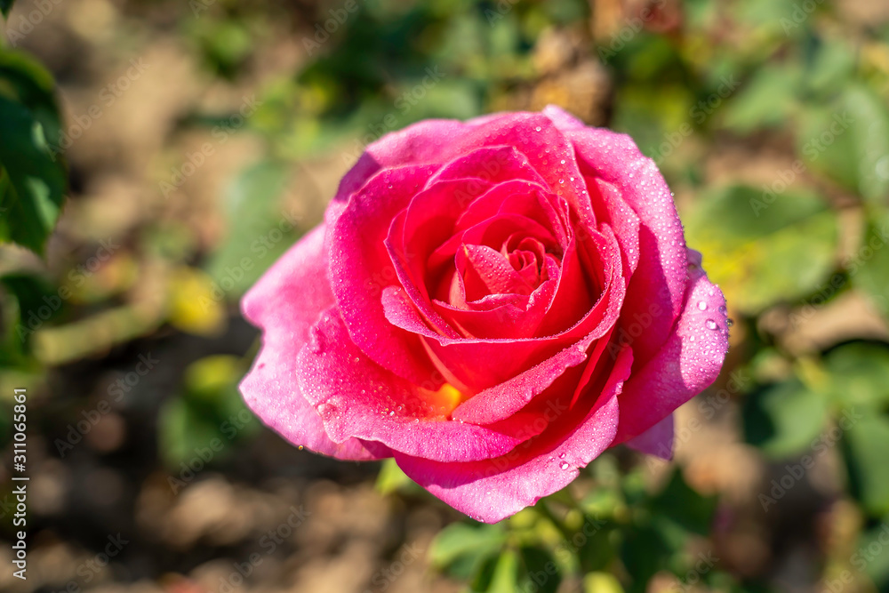 Gentle Giant rose flower in the field. Scientific name: Rosa ' Gentle Giant '. Flower bloom Color: Cerise pink with yellow base Gentle Giant rose flower in the field. Scientific name: Rosa ' Gentle Giant '. Flower bloom Color: Cerise pink with yellow base