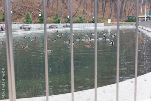 A family of wild ducks swims on an artificial pond in an aviary behind bars.