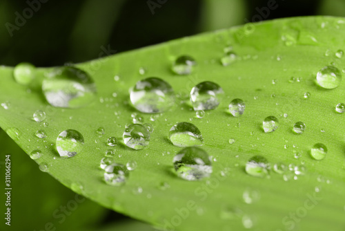 water drops on Lily of the valley leaf macro