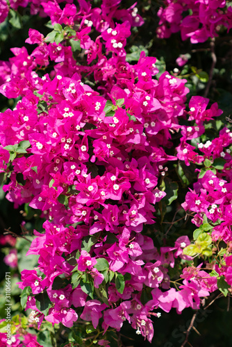 Bright pink bougainvillea flowers and vine