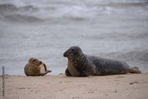 seals on the beach in Norfolk