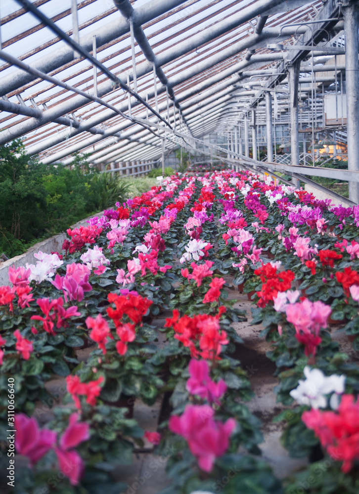 Greenhouse with blossoming flowers.
