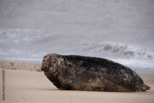 seals on the beach in Norfolk © claireliz