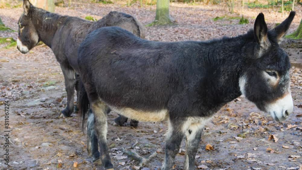 Close up of two donkey, ass back to back. Close up of two donkey, ass back to back.