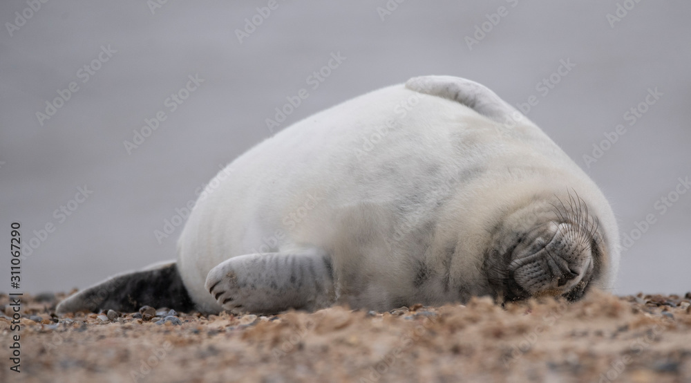 Fototapeta premium seals on the beach in Norfolk