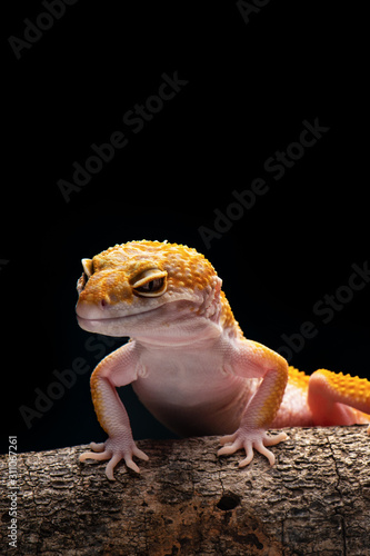 Macro Photo  Of  Gecko 