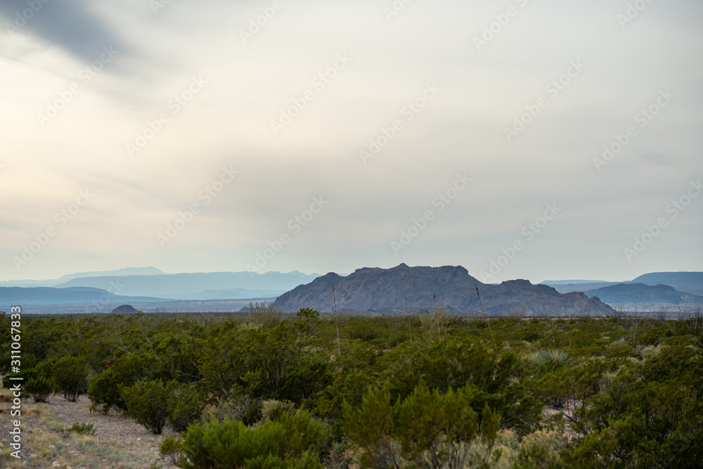 Naklejka premium Desert plants fill the voids left in the desert of West Texas. 