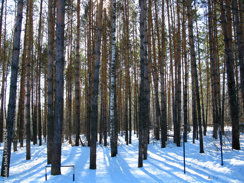 winter forest