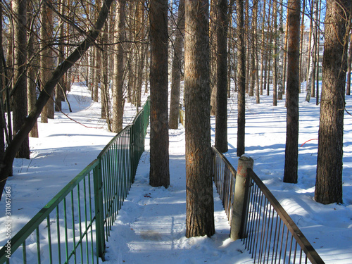 winter forest and fence
