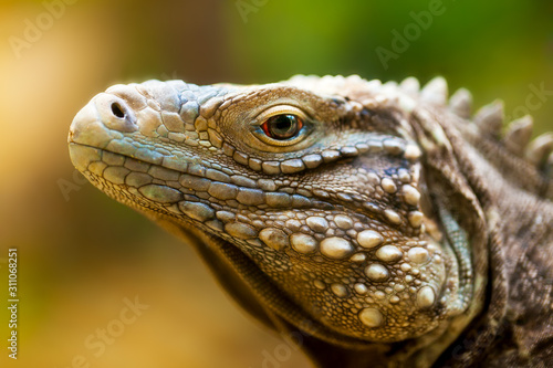 Nice photo of head of cuban iguana. Close-up portrait of cuban iguana head on blurred background. lizard head