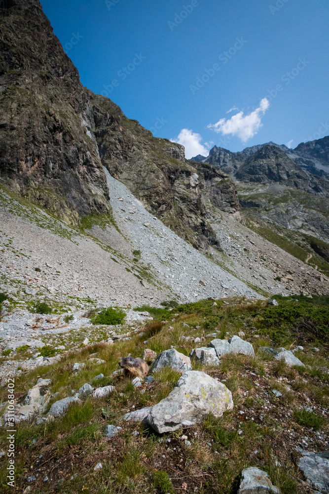 Marmots in mountains of Ecrins, France