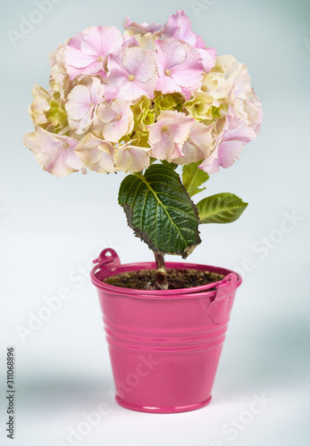 Fototapeta Naklejka Na Ścianę i Meble -  Pink flower