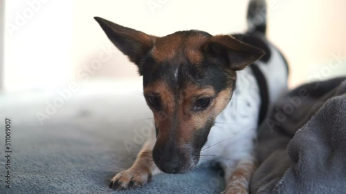 Dog plays with a tennis ball and bites on it, Jack Russel 2 year