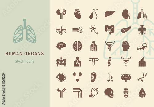 Human internal organs icons.