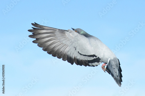 Columba livia flapping her wings in the sky.  photo