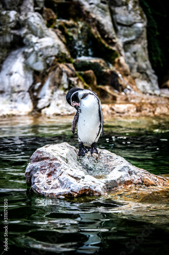A penguin stands on a rock among a pond and cleans feathers.