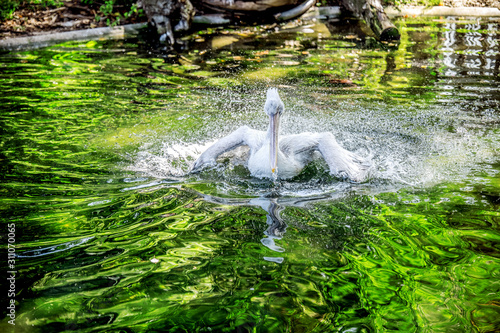 The pelican spreads its wings floating in the orega and hits them on the water, forming splashes. photo