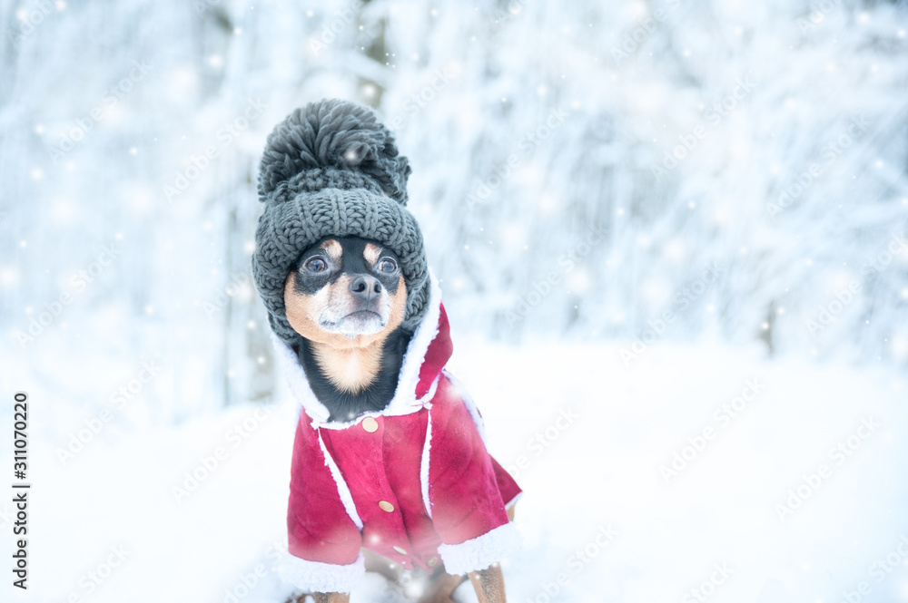 Dog in a funny knitted hat with a huge pumpon in the winter forest, a space for text, Concept warm clothes for dogs. Dog in a funny knitted hat with a huge pumpon in the winter forest, a space for text, Concept warm clothes for dogs.