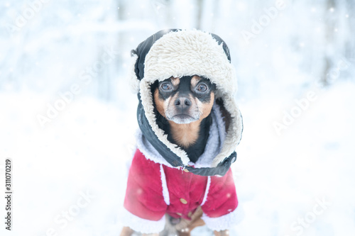 Dog in funny hat and a sheepskin coat. Winter theme, cold, dog clothes, christmas, new year, dog year. Dog in Winter clothes , space for text.
