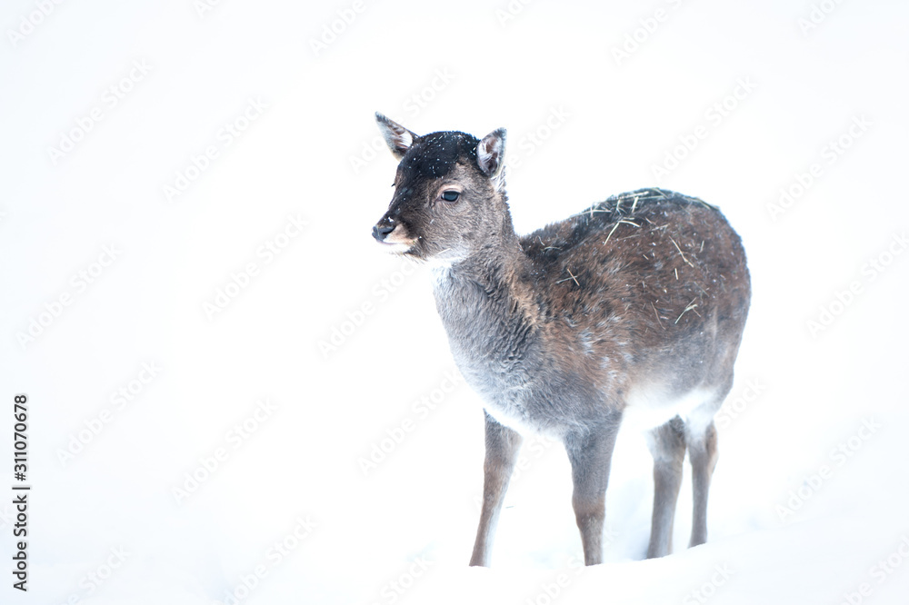 Baby Sika deer, Cervus nippon, spotted deer , walking in the snow on a white background Baby Sika deer, Cervus nippon, spotted deer , walking in the snow on a white background