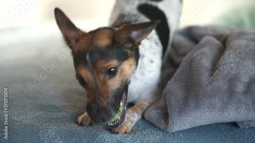 Dog plays with a tennis ball and bites on it, Jack Russel 2 year