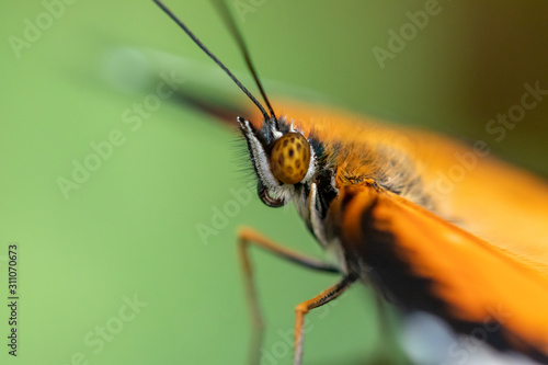 A beautiful picture of a colorful butterfly standing on a leaf - closeup, macrophotography © Jimmy R