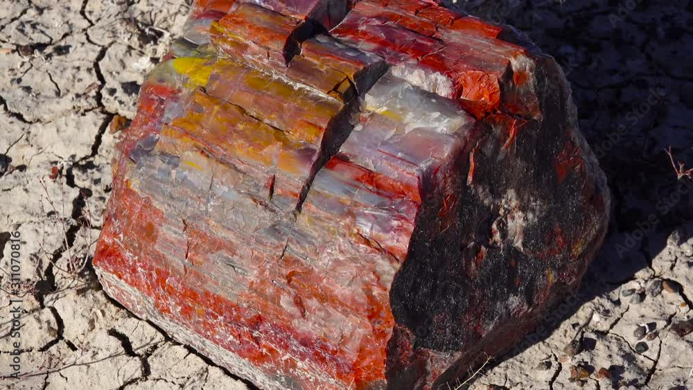 The trunks of petrified trees, multi-colored crystals of minerals. Close-up. Petrified Forest National Park, Arizona The trunks of petrified trees, multi-colored crystals of minerals. Close-up. Petrified Forest National Park, Arizona