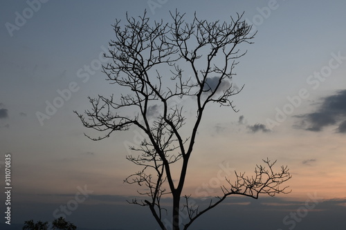 Tree on the top of mountain with beautiful landscape. © Sophon_Nawit