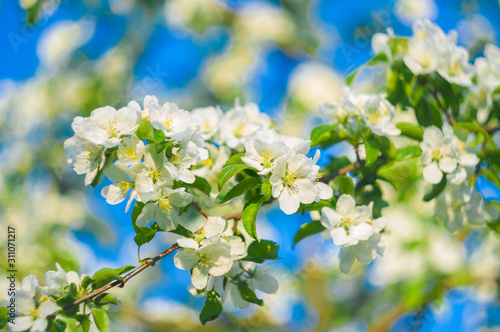 white flowers of apple tree in spring © Pictures by Alex