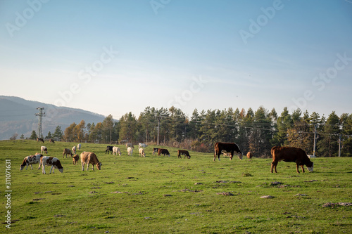 A group of grazing cows on a farmland. Cows on green field eating fresh grass. Agriculture concept. Global warming caused by greenhouse gases produced by cows.