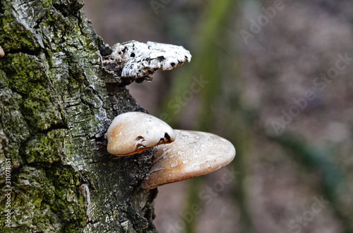 Fomes fomentarius, the tinder fungus