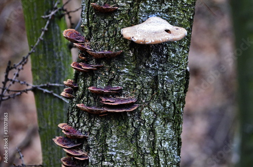 Fomes fomentarius, the tinder fungus