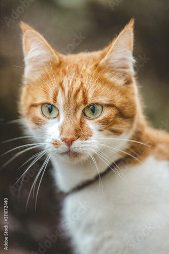 Cat that sees a threat is preparing for a jump, a cat's emotions close up. Shallow depth of the field