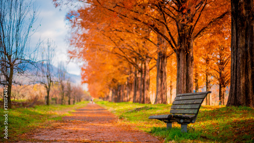 Metasequoia and bench,Row of trees
