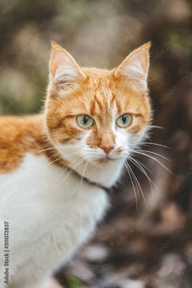 Cat that sees a threat is preparing for a jump, a cat's emotions close up. Shallow depth of the field
