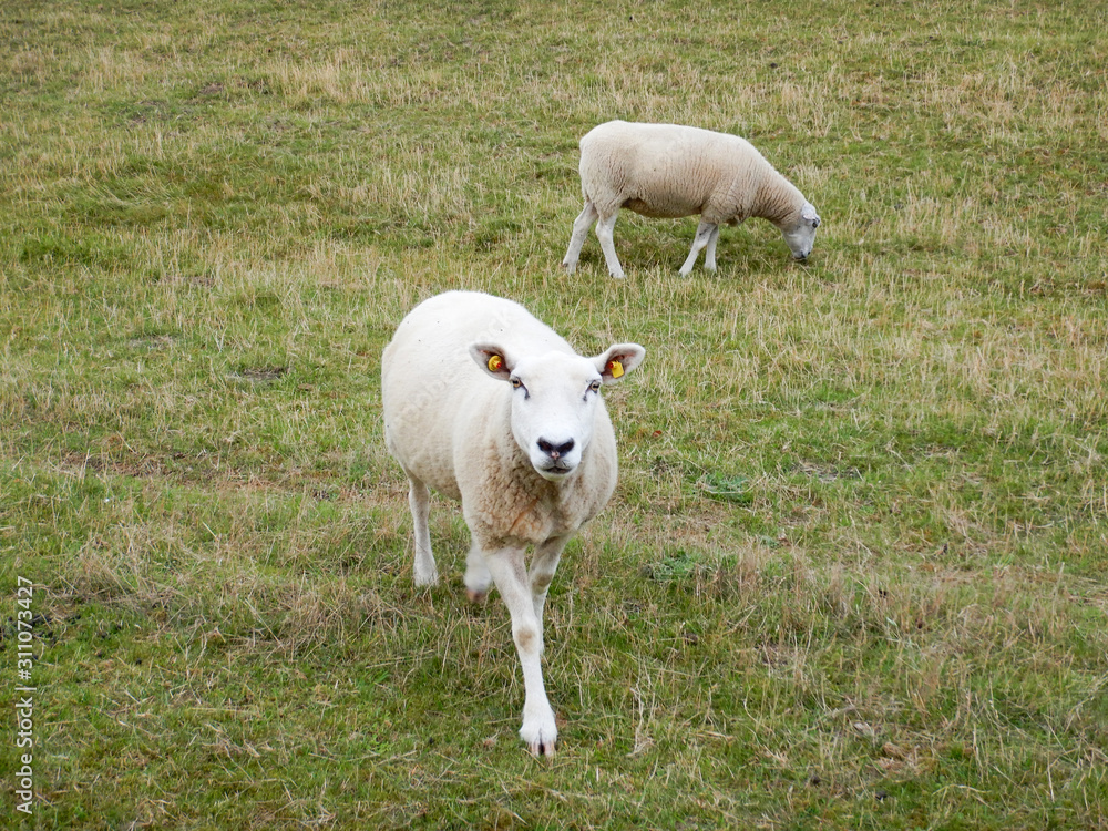 Obraz premium Curious sheep