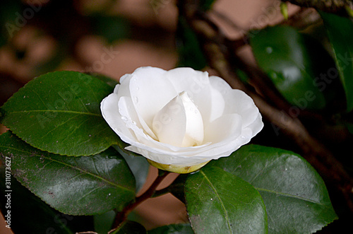 Foto beautiful flower white camellia in the garden