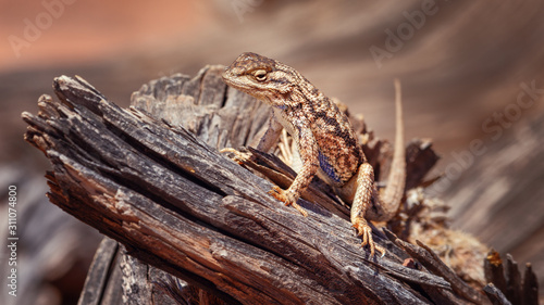 Lizard sunbathing in Canyonlands National Park, Utah