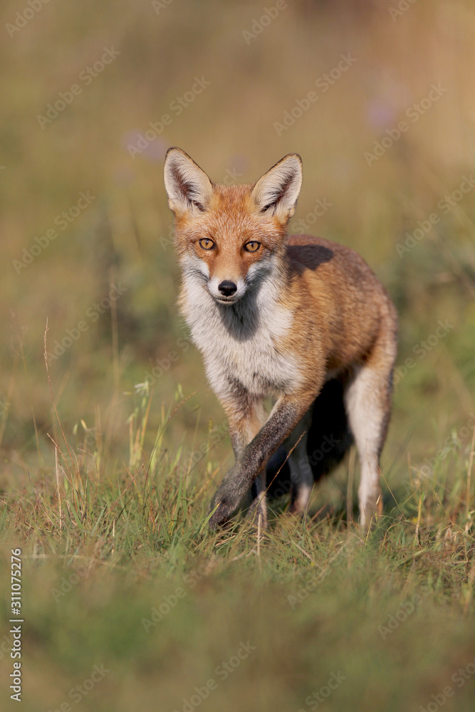 Fototapeta premium Red fox, vulpes vulpes, Fox in summer on meadow