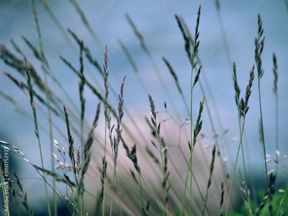 grass on background of blue sky and a stone grass on background of blue sky and a stone