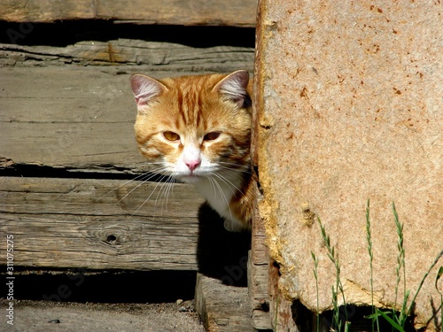 A red cat looking out of a corner on the background of wooden wall