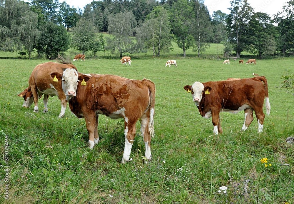 herd of cows and nature