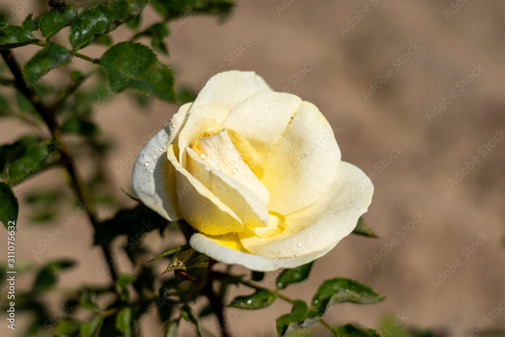 J.P. Connell rose flower in the field. Scientific name: Rosa 'J.P. Connell'
Flower bloom Color: Light yellow. J.P. Connell rose flower in the field. Scientific name: Rosa 'J.P. Connell'
Flower bloom Color: Light yellow.