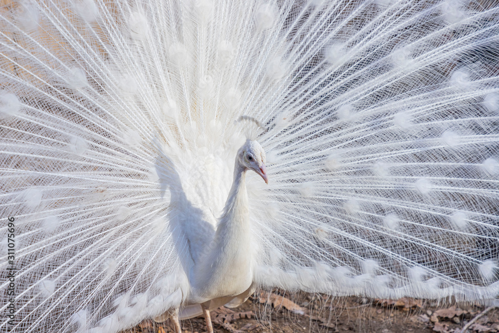 Naklejka premium Elegant white color peacock