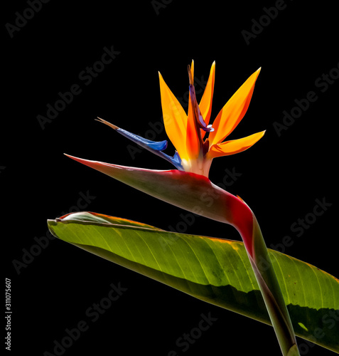 bird of paradise flower and leaf closeup back lit on a black background